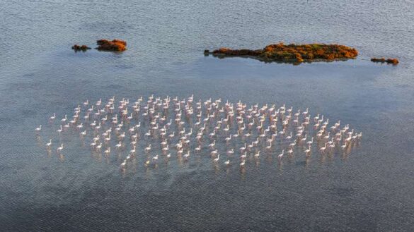Master of Light Bronze E diploma – Nikolaos Gatsoulis (Greece) – Flamingos in the lak…-800