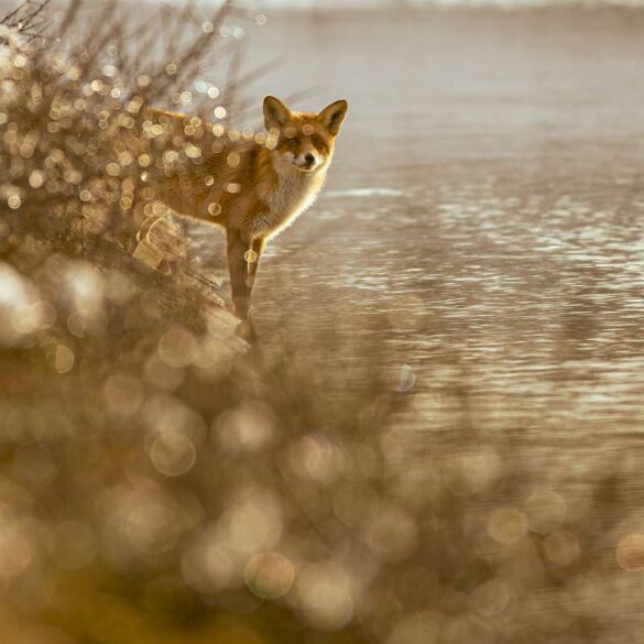Master of Light Silver E diploma – Max van Son (Netherlands) – Fox at Dreamy Water-800