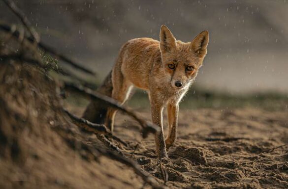 Max van Son (Netherlands) – Red Fox in the Rain-800