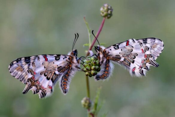 Mehmet Gokyigit (Cyprus) – festoon-800