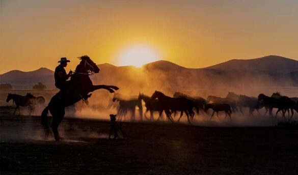 Mehmet Gokyigit (Cyprus) – rearing up-800