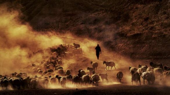 Metin Gonen (Turkiye) – TOZDUMAN-800