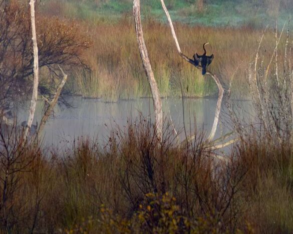 Michael Egan (Australia) – Mannus Morning-800
