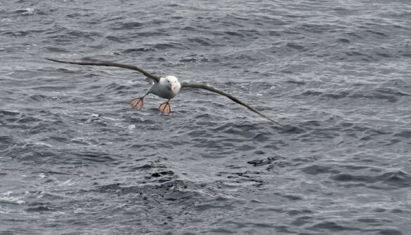 Michael Schneider (Israel) – Albatross-800