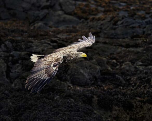 Michelle Jackson (England) – White Tail Sea Eagle…-800