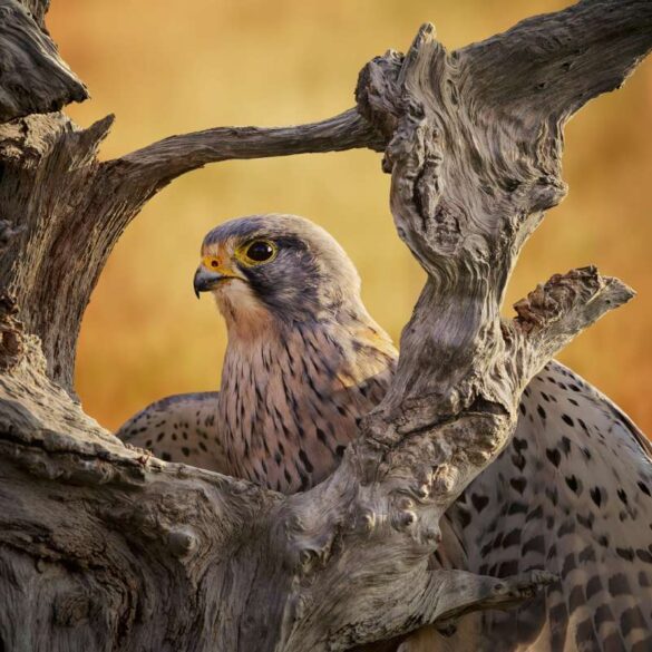 Michelle Jackson (England) – Wild Kestrel Framed-800