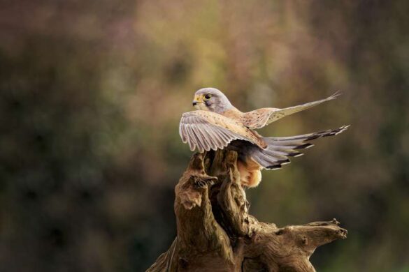 Michelle Jackson (England) – Wild Kestrel The Bal…-800