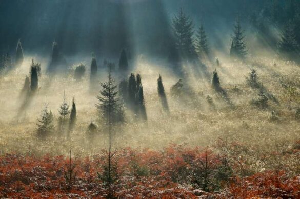 Milos Karaklic (Serbia) – Morning rays-800