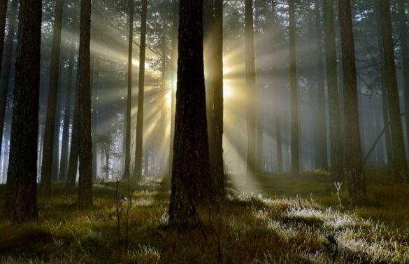 Milos Karaklic (Serbia) – Speech of light-800