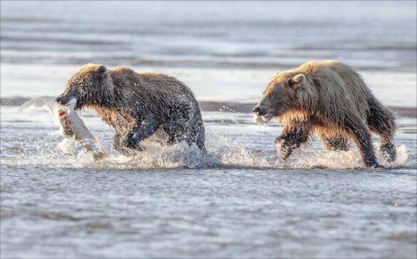 Phillip Kwan (Canada) – Bear Chasing 2-800