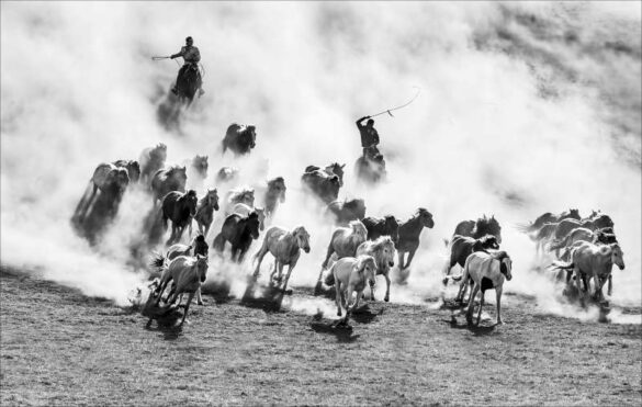 Phillip Kwan (Canada) – Horses Trotting 70-800