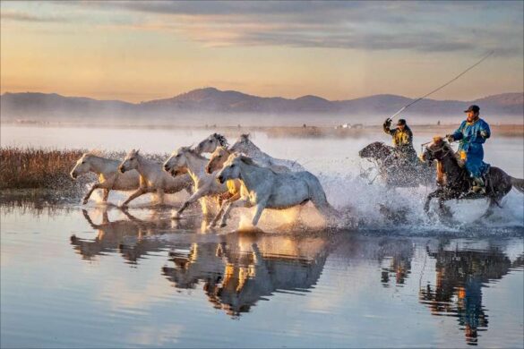 Phillip Kwan (Canada) – Horses in Water 72-800