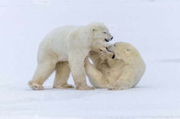 Phillip Kwan (Canada) – Polar Bear Playing 9…-800