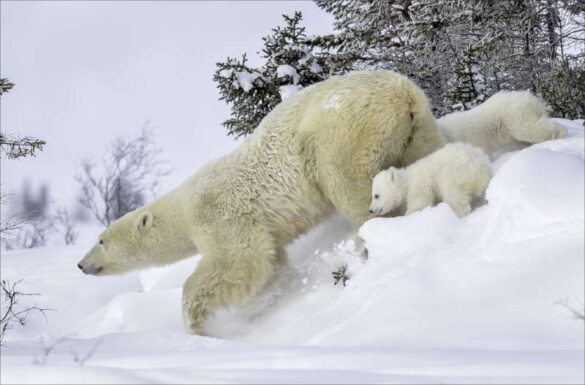 Phillip Kwan (Canada) – Polar Bear Running 4…-800