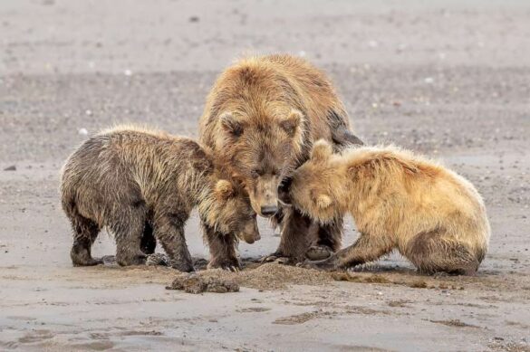 Phillip Kwan (Canada) – Two Cubs and Mom-800
