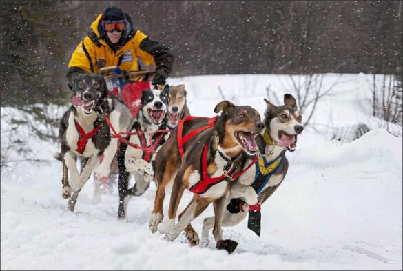 Phillip Kwan (Canada) – Yellow Dog Sled Race…-800