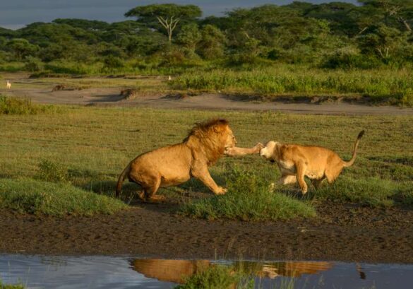 Pramod Govind Shanbhag (India) – Clash on the Savanna…-800