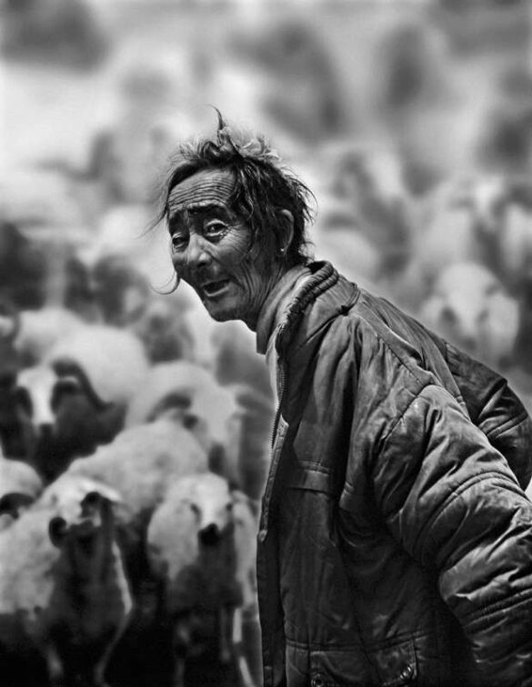Quanqing Zeng (China) – Shepherd-800