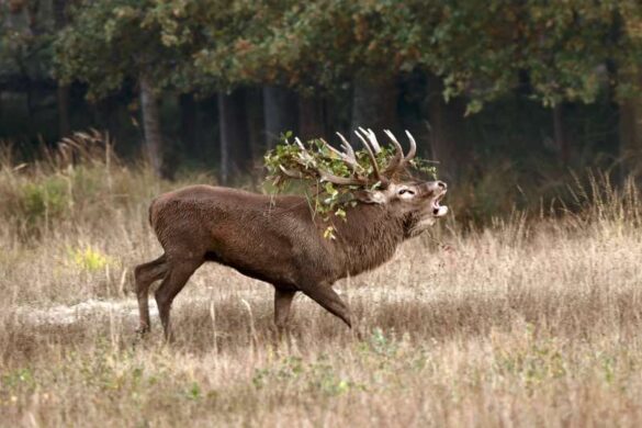 Rene Van Echelpoel (Belgium) – Hirsch im Brunftzeit-800