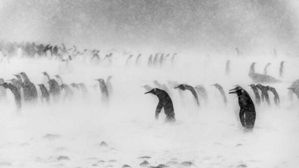 Risto Raunio (Finland) – King penguins in sno…-800