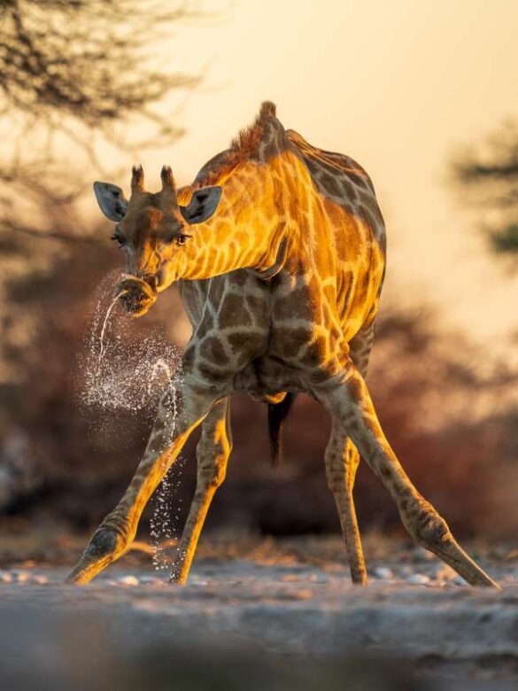 Risto Raunio (Finland) – Thirsty giraffe-800