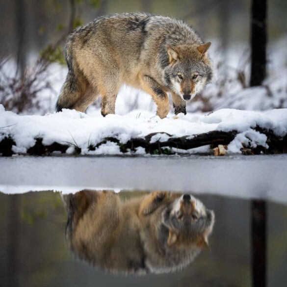 Risto Raunio (Finland) – Wolf reflection-800