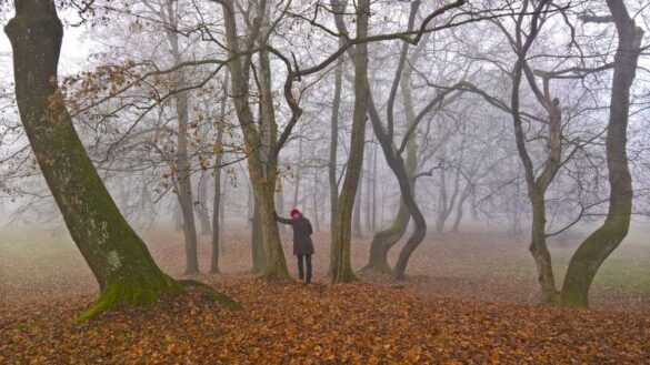 Robert Novak (Croatia) – Alone in the forest-800