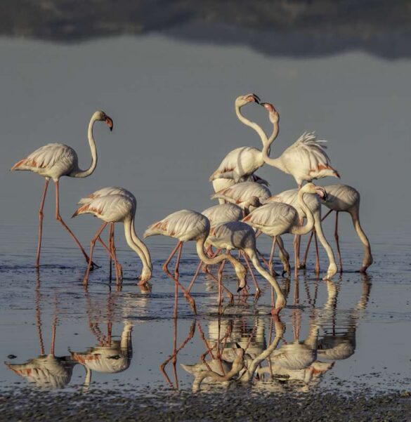 Romos Kotsonis (Cyprus) – Flamingo argue-800