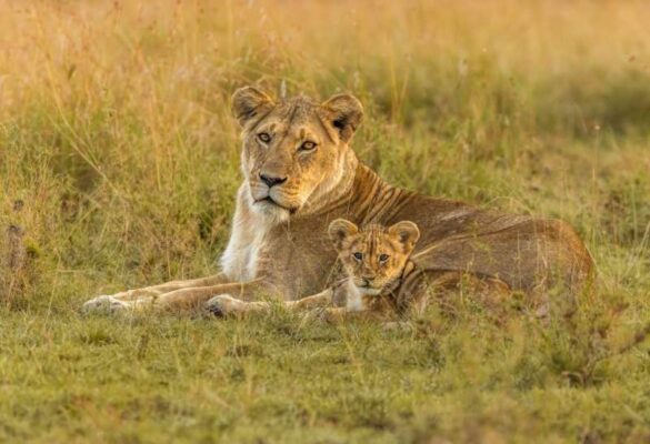 Ruth Byrne (Ireland) – Lioness with cub at …-800