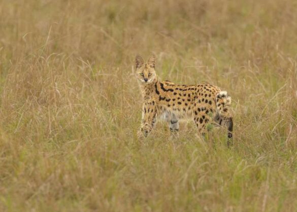 Ruth Byrne (Ireland) – Serval-800