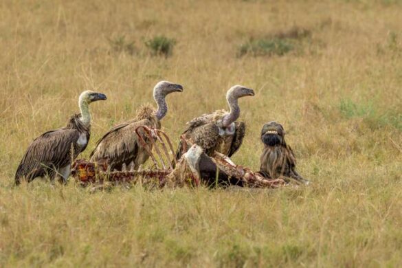 Ruth Byrne (Ireland) – Vultures with Wildeb…-800