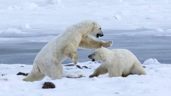 SALON Silver Medal – H.W. Chan (Hong Kong) – Polar Bear 13-800