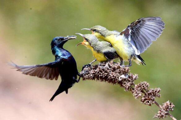 Sai Prakash K (India) – SUNBIRD FEED TWO-800