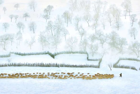 Salon Digital Diploma – Zhizhou Jiang (China) – Winter graze in nort…-800