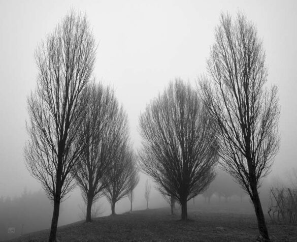 Sepp Dieter Kohlwein (Austria) – Tauwetter bw-800