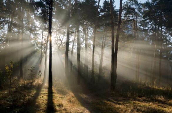 Serhii Miroshnyk (Ukraine) – Autumn rays-800