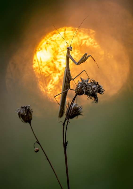 Serhii Miroshnyk (Ukraine) – Guardian of the sun-800