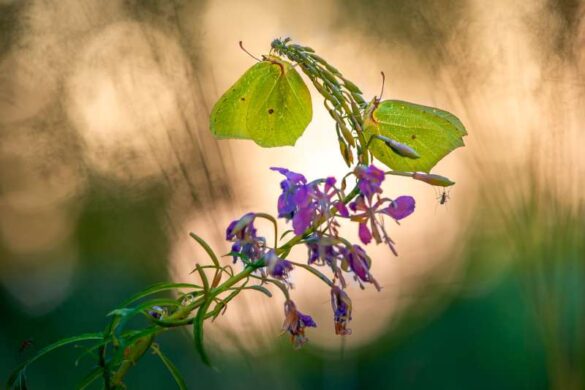 Serhii Miroshnyk (Ukraine) – Light through the wi…-800