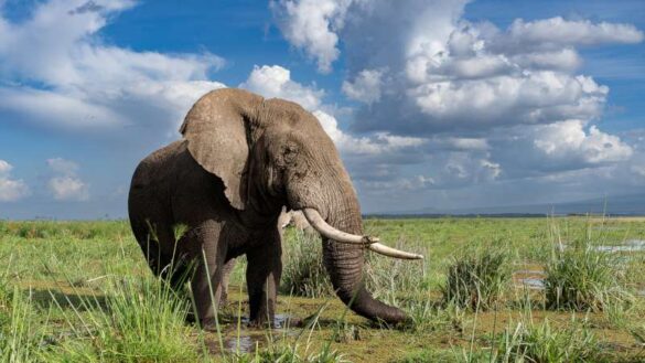 Shivashankar Hebbale (India) – African Jumbo-800