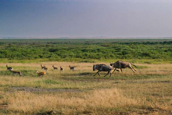 Smir Kumar Samata (India) – Running wildebeest a…-800