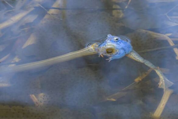 Tomi Krizaj (Slovenia) – FROG-800