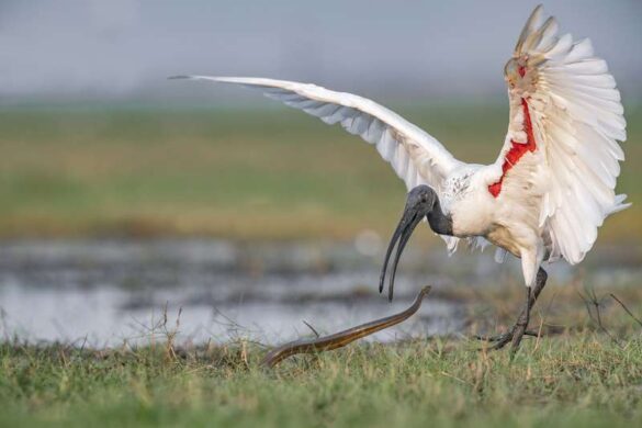 Vinay BV (India) – Ibis Snake 1305-800
