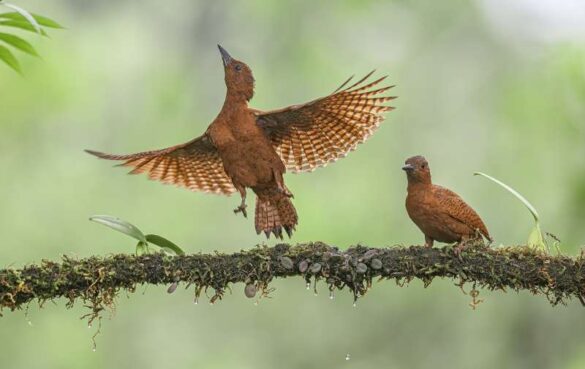 Vinay BV (India) – Rufous Woodpecker 39…-800