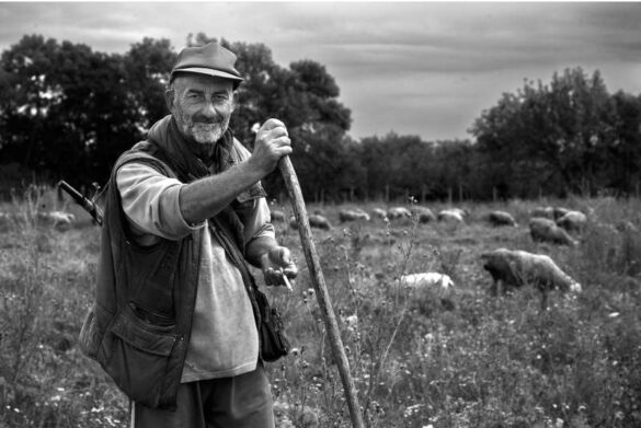 Vojislav Lukovic (Serbia) – Herdsman-800
