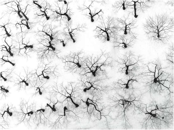 Wee Seng Goh (Singapore) – Snowy Ants-800