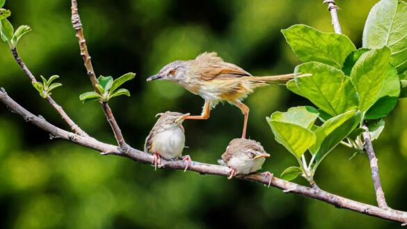 Wei Chin Ho (Taiwan) – Bird 08-800