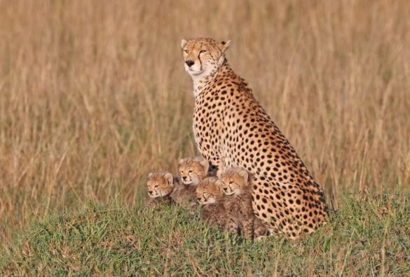 Wolfgang Kaeding (Germany) – Four young Cheetas-800