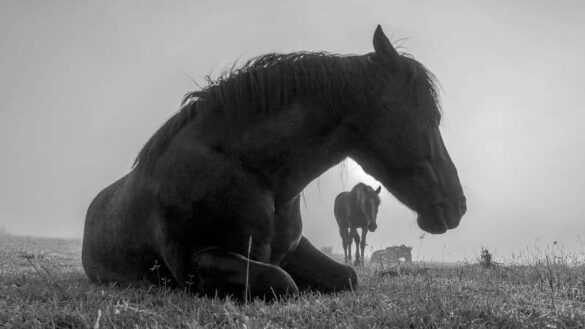 Yuliyan Ivanov (Bulgaria) – Horses-800