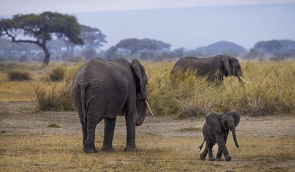 Zhizhou Jiang (China) – African savanna elep…-800