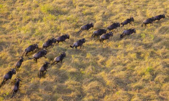 Zhizhou Jiang (China) – African wildebeest-800